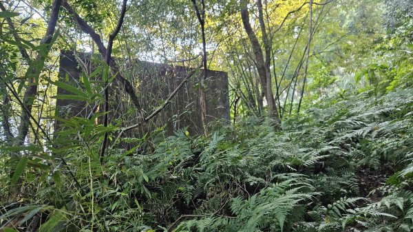 20251124綠峰山莊到天籟-大孔尾步道-南勢湖步道2944103