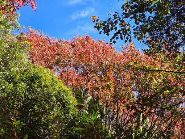 鳶嘴稍來山之楓紅／雲海2974065