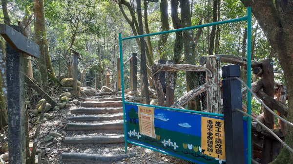 《台中》枕木黑松｜大坑步道5_1上5下202210291893430