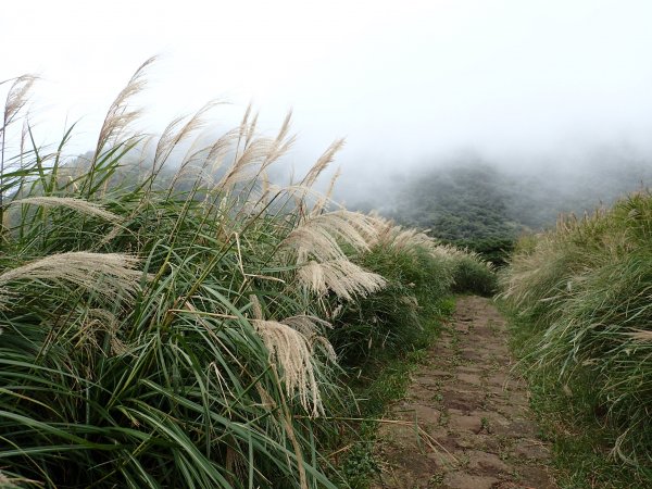 大屯山賞芒花1174193