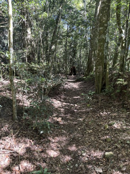20251116鳴海山、網子山登山步道2938411
