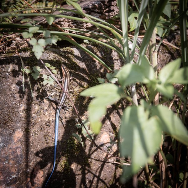 微笑山線 筆架連峰段段｜健行筆記尋寶任務2824793