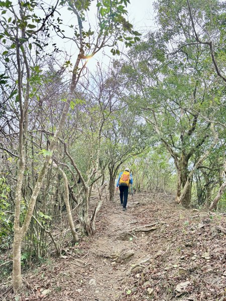 大漢林道登山趣(力里山.具馬奴山.崁頭窩山)  2026.3.283028039