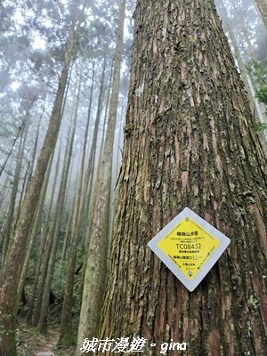 【台中和平】橫嶺山自然步道_木馬古道3095025