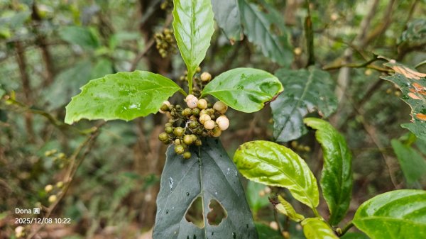 20251208雞寮坑山南稜線O走+鹿寮坑濕地賞景採果2969023