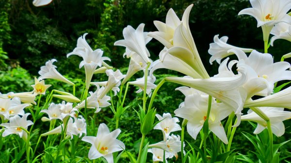 白石湖沒有百合花。晶片關稅2781541