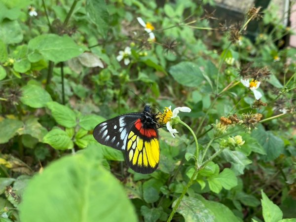 貓囒山.涵碧步道.金龍山步道【國旅首選日月潭微秘境之旅】2448770