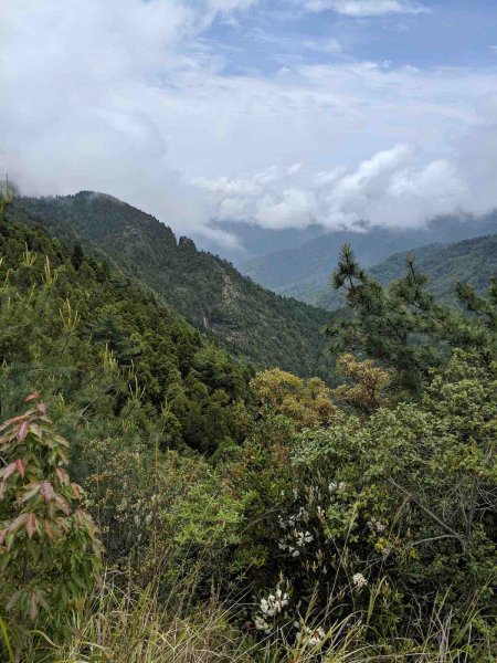 觀霧榛山登山步道912953