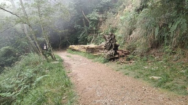 20251010 大雪山國家森林遊樂區 - 船型山林道 登 烏石坑山2911126