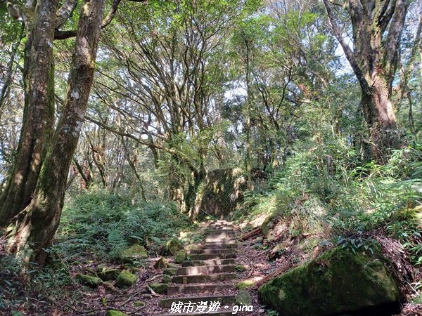 【嘉義。阿里山鄉】小百岳集起來。 編號60小百岳-奮起湖大凍山步道1579192