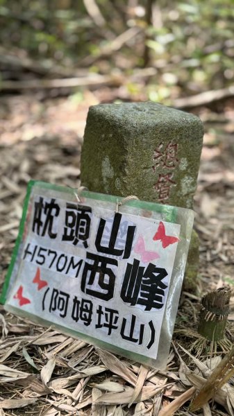 20240429 桃園復興枕頭山薑母島2492289
