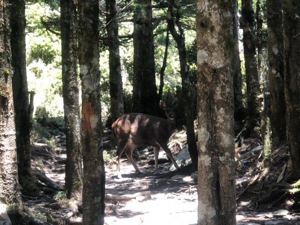 向陽山.三叉山.嘉明湖【揭開夢幻仙境的殘1047924