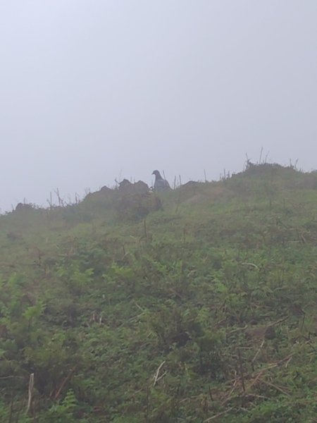 渭水之丘 烘爐地山 抹茶山 三角崙山2938727