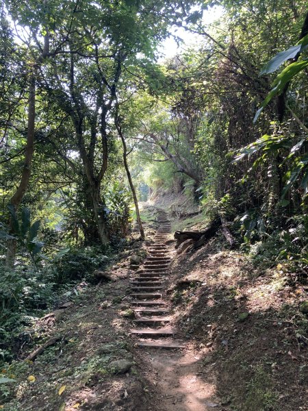 大棟山登山步道2496076