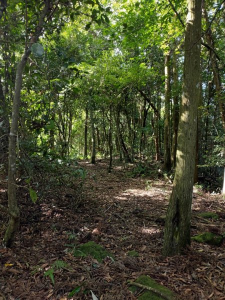 春谷養鱒場-小東河山北峰-小東河山-大龍山-南大龜山-光天高山-春谷養鱒場 O型 2021.6.301422733