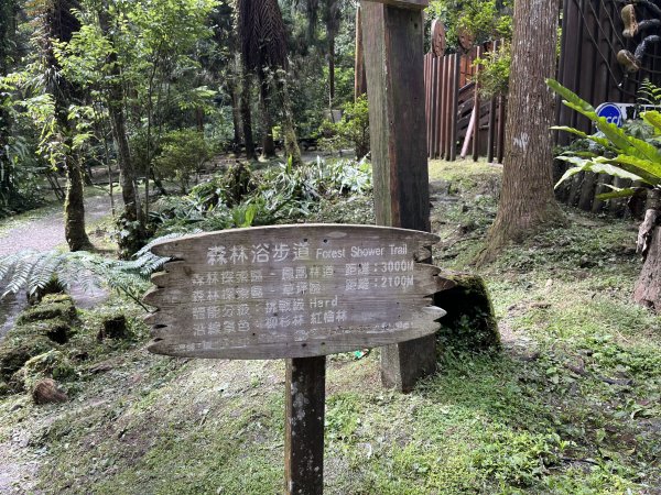 [阿龍尋寶任務]2023_0622_溪頭森林浴步道2195810