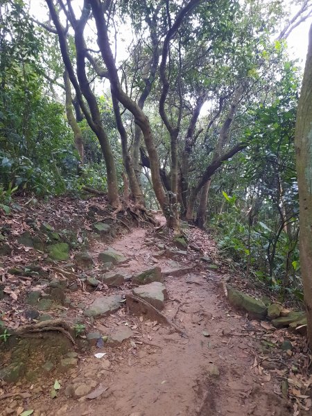 2023/01/23 桃園大棟山(小百岳)，樹林大同山，青龍嶺2003260