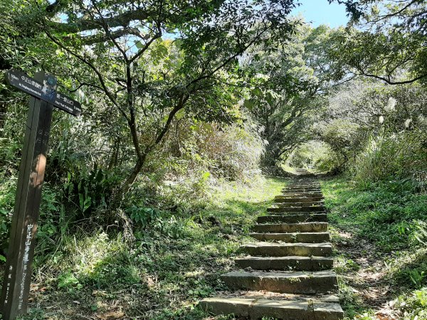 大屯山系｜彌陀山、青楓步道1282792