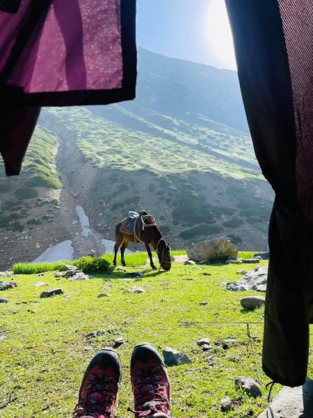 喀什米爾/馬牛羊駱駝動物寫真2565797