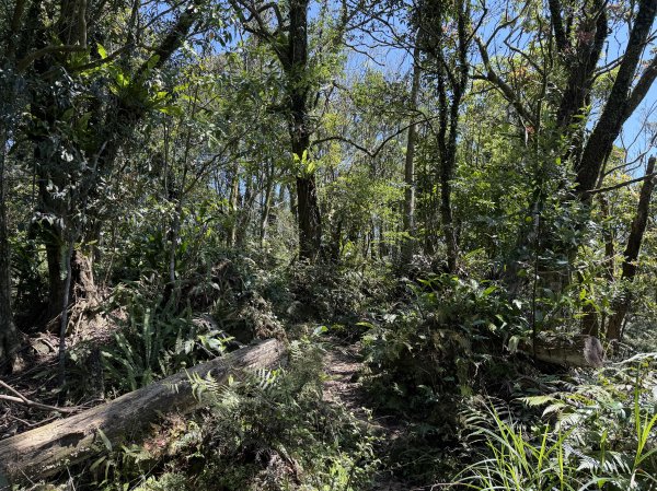 [淡蘭古道] 2026_0315 南路第三段_獵狸尖步道3017282