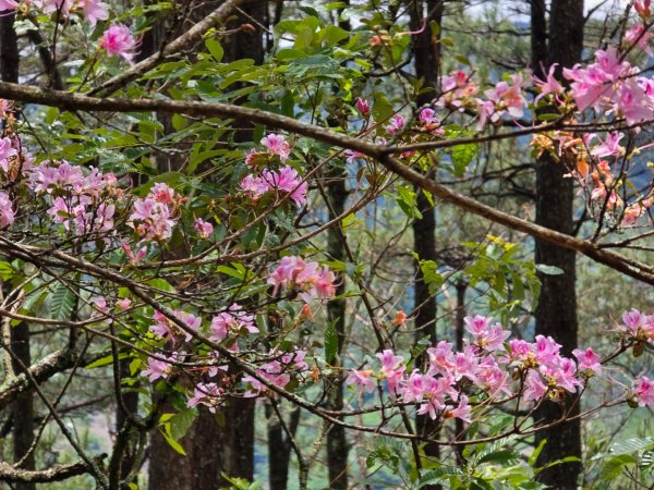 四大鳥山之首小劍山2773955