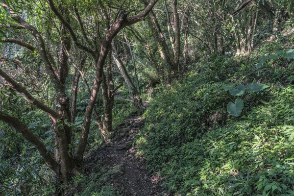 觀音山(北橫古道)1542384