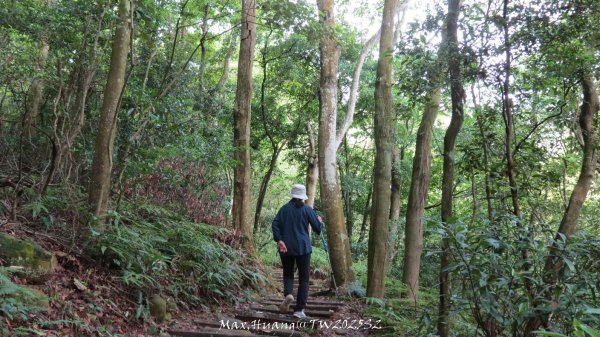 《苗栗》桐花茶園｜四月雪小徑登慈濟山三義山202504272771203