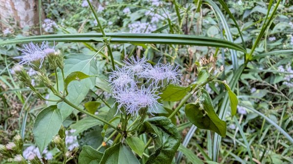 大橫屏山步道2977357