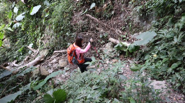 唐麻丹山登山健行趣(中級山)1903490