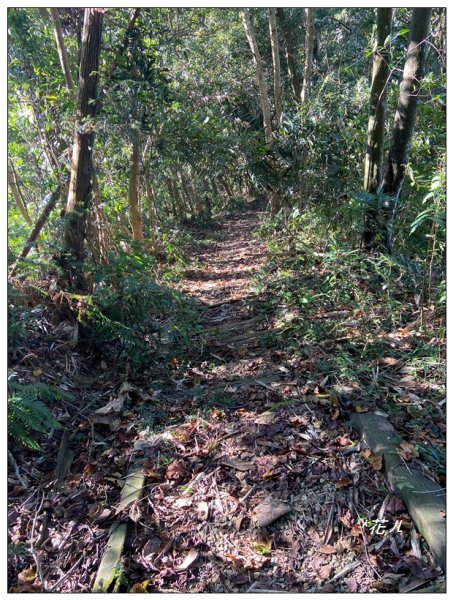 頭社山主峰及基點峰(社頭山)2681604