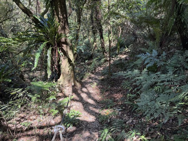 [淡蘭古道] 2026_0315 南路第三段_獵狸尖步道3017278