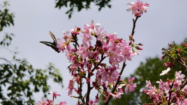 #緣道觀音廟 #北海福座 #萬代福 #黃花風鈴木 #錫葉藤 #青帶鳳蝶 #昭和櫻 #吉野櫻 3/123014065