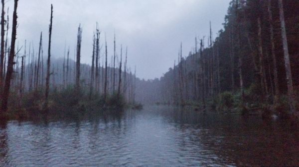 如夢似幻的水漾森林