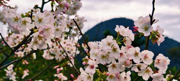 追花是簡單的快樂，賞花是恬淡的幸褔 2/252720093