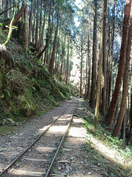 台灣百大必訪步道，特富野古道