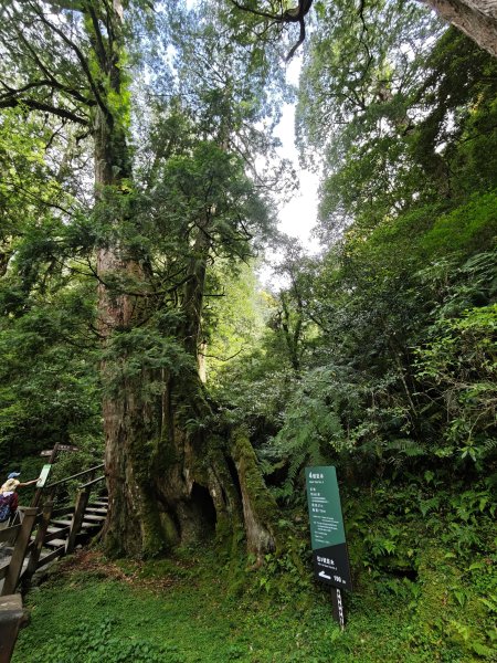 2025_0713 拉拉山神木群步道2837341
