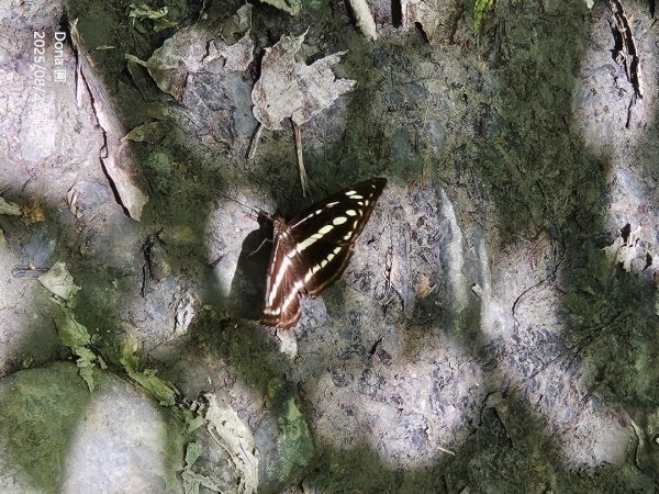 小百岳三角崙山(東南峰)全紀錄2879907