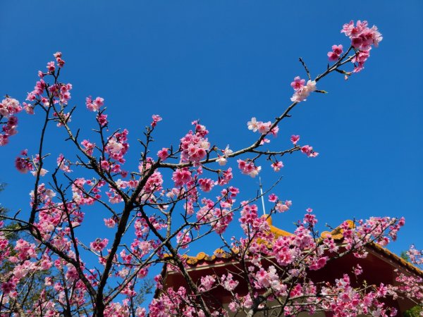 遇上櫻花季的直潭山1252629