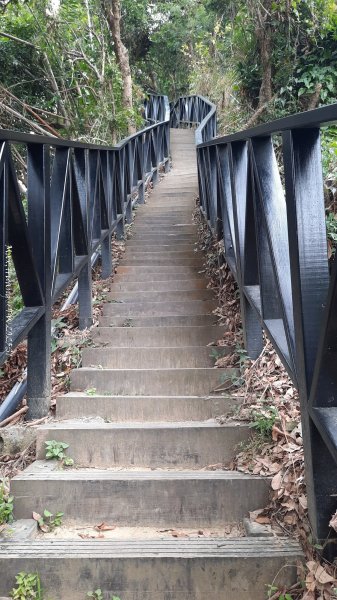 《台中》樹中有樹｜大坑步道6上7下O繞202502082708611