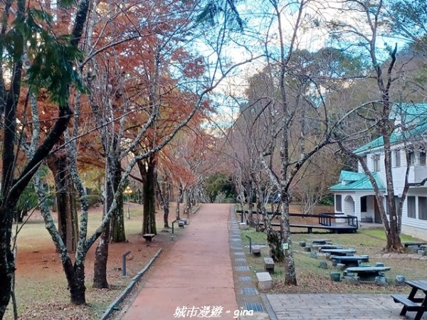 【南投仁愛】光影下的森林療育。 奧萬大國家森林遊樂區步道群2973067