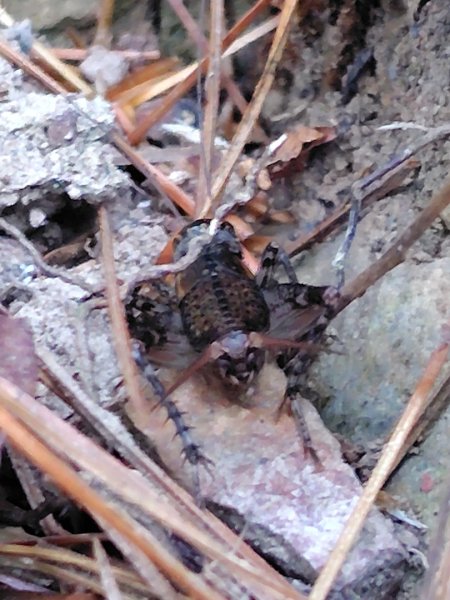 唐麻丹山 蝴蝶谷2918813