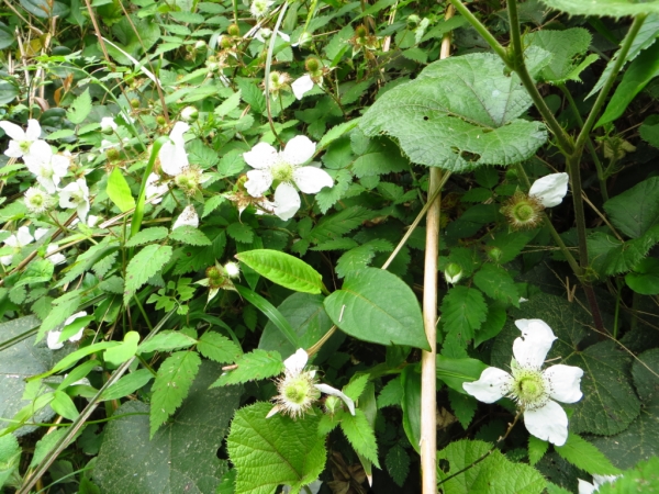 陽明山國家公園原生花草62436