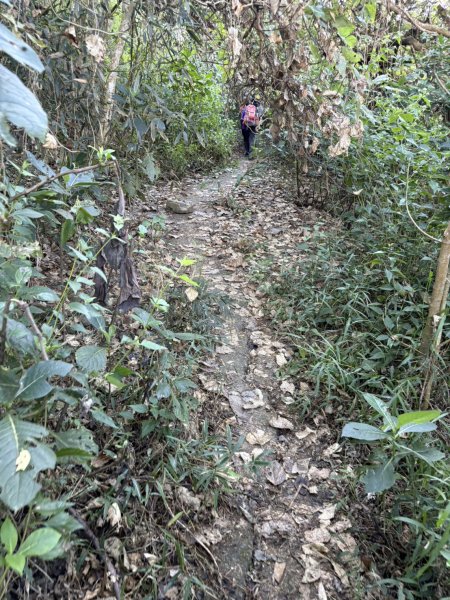 20251123三腳南山登山步道2944442