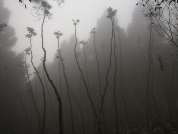 麥巴來山O型之霧895634