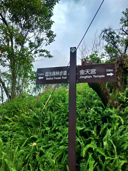 澀水森林步道O型1716392