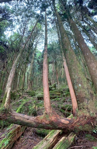 20250517義義兒玉山-東水山2791709