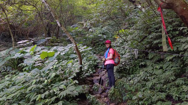 (姨婆趴趴走)第十四集:新竹關西油井窩山、彩和山、高甫山縱走2206439