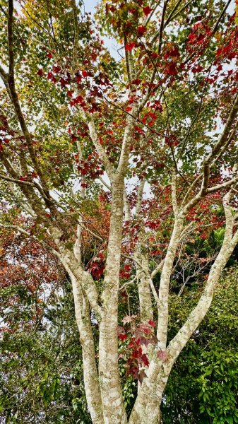 馬那邦山O走2370089