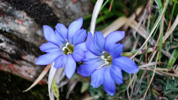 合歡山群峰（南峰、石門山、尖山、東峰）2626813