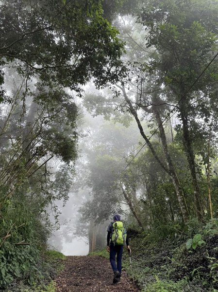 阿里山 奮瑞古道 202506282827176
